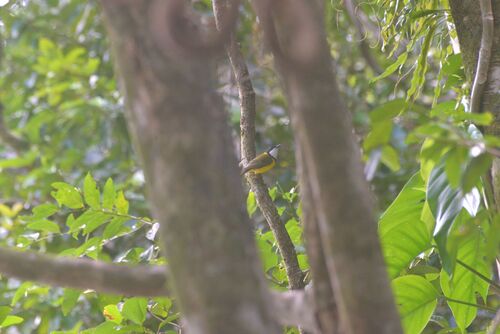 Melanesian Whistler (Pachycephala chlorura)