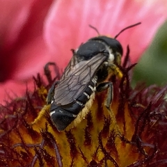 Megachile montivaga