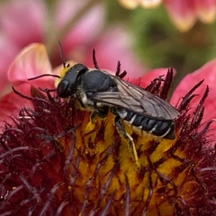 Megachile montivaga