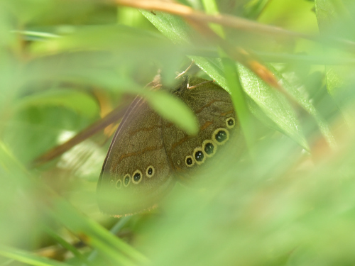 Mitchell's satyr Butterfly