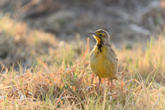 Macronyx capensis colletti