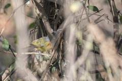 Malaconotus blanchoti