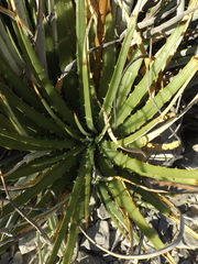 Hechtia texensis
