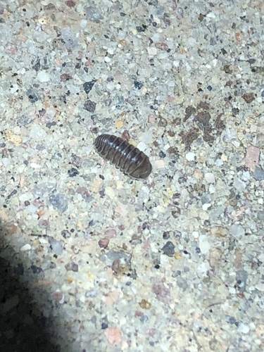 Photo of Arizona Pill-Bug (Venezillo arizonicus)