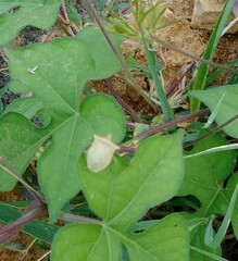 Arvelius albopunctatus