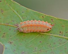 Monoleuca semifascia