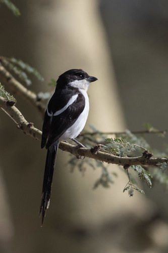 Northern Fiscal