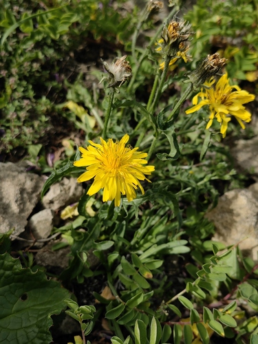 Crepis hokkaidoensis iNat (1)