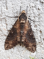 Manduca contracta
