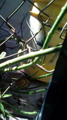Danaus plexippus