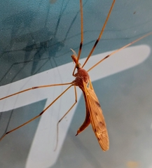 Nephrotoma ferruginea