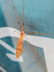 Nephrotoma ferruginea