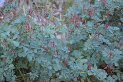 Coronilla