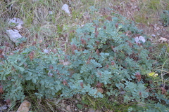 Coronilla