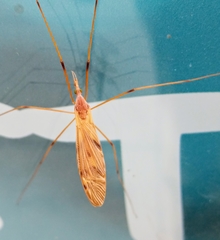 Nephrotoma ferruginea