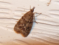 Scoparia penumbralis