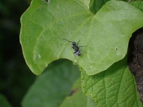 Polyrhachis opalescens