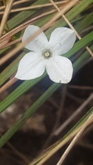 Mitrasacme polymorpha