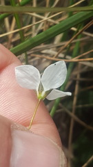 Mitrasacme polymorpha