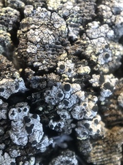 Pseudothelomma occidentale