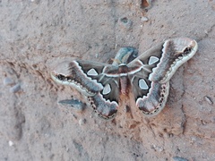 Rothschildia cinctus cinctus