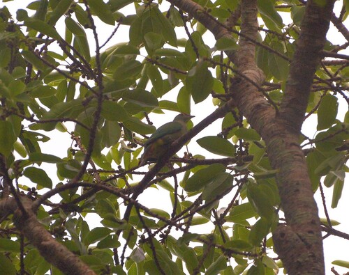 Red-bellied Fruit Dove (Ptilinopus greyi), photo 2