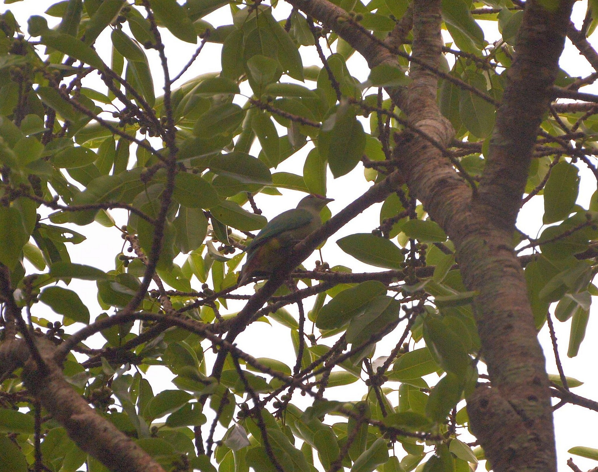Red-bellied Fruit Dove (Ptilinopus greyi), photo 2