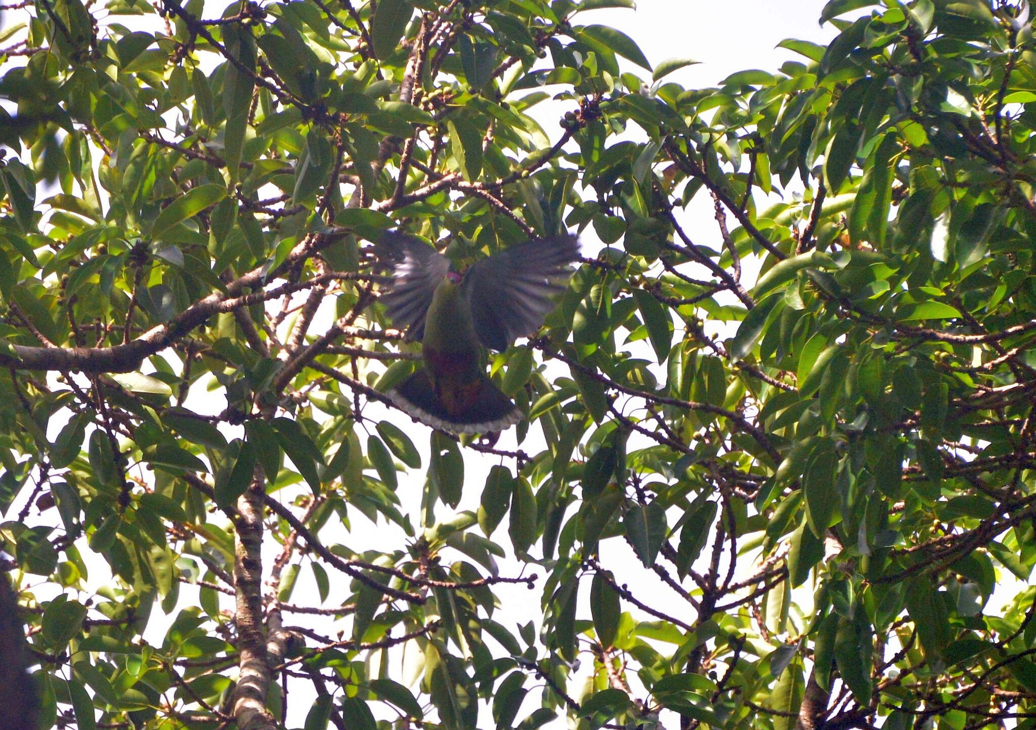 Red-bellied Fruit Dove (Ptilinopus greyi), photo 1