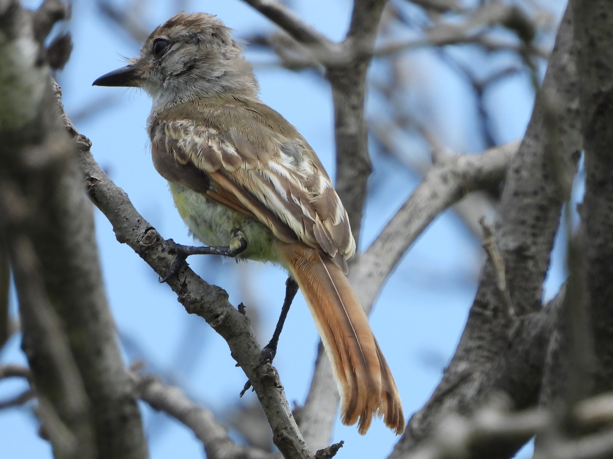 Nutting's Flycatcher (Myiarchus nuttingi), photo 7