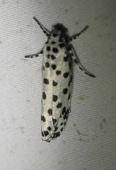 Ethmia clytodoxa