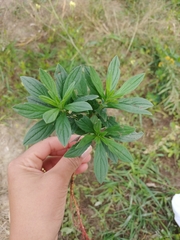Lithospermum officinale