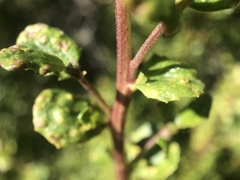 Aceria baccharipha
