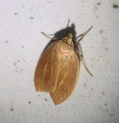 Wingia rectiorella