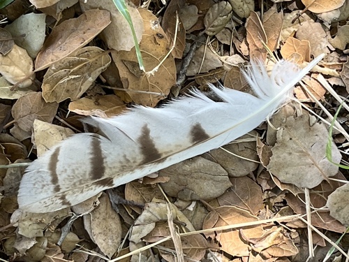 View observation of {o.common_name} on iNaturalist