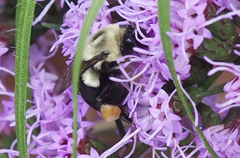 Bombus impatiens image