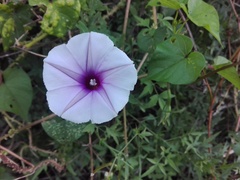 Ipomoea muricata