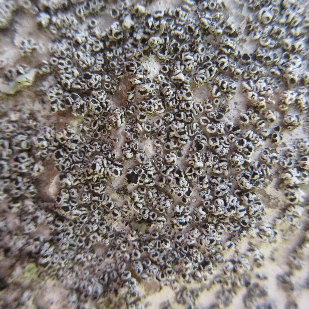 Myriolecis torrida