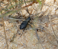 Cicindela nigrior
