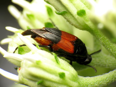 Macrosiagon cruenta