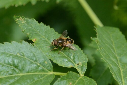 Unknown species found near Ravalli County, MT, USA