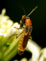 Belotus abdominalis