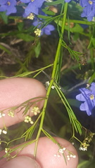 Platysace linearifolia