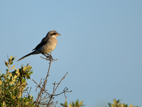 Alcaudón real (Lanius meridionalis)