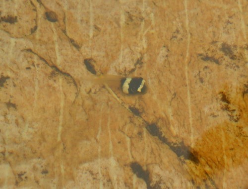 Machado's Snouted Treefrog