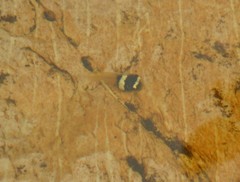 Machado's Snouted Treefrog photo 4