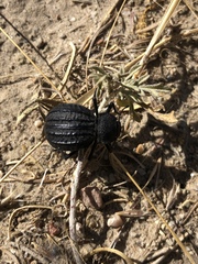 Philolithus sordidus