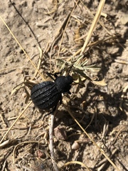 Philolithus sordidus