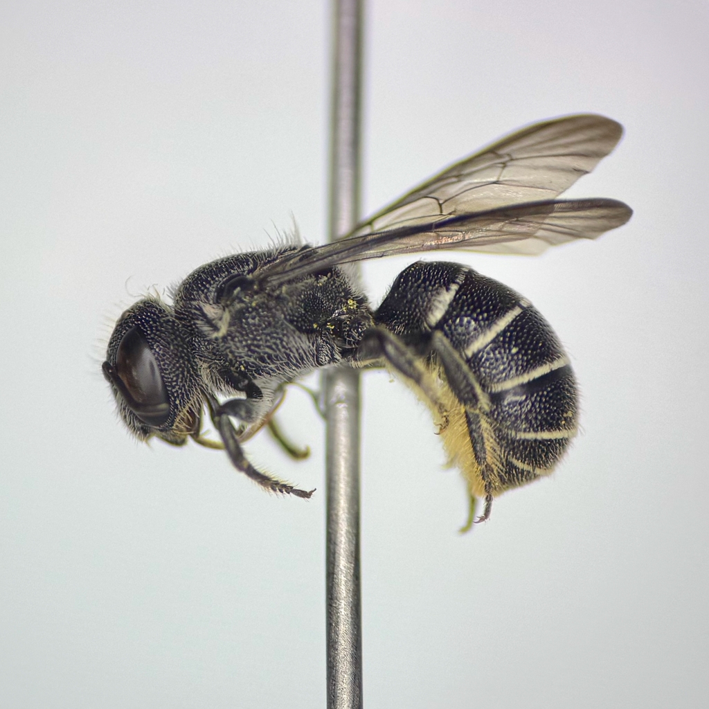 Variegated Armored-resin Bee