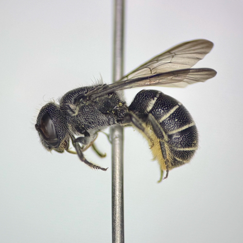 Variegated Armored-resin Bee