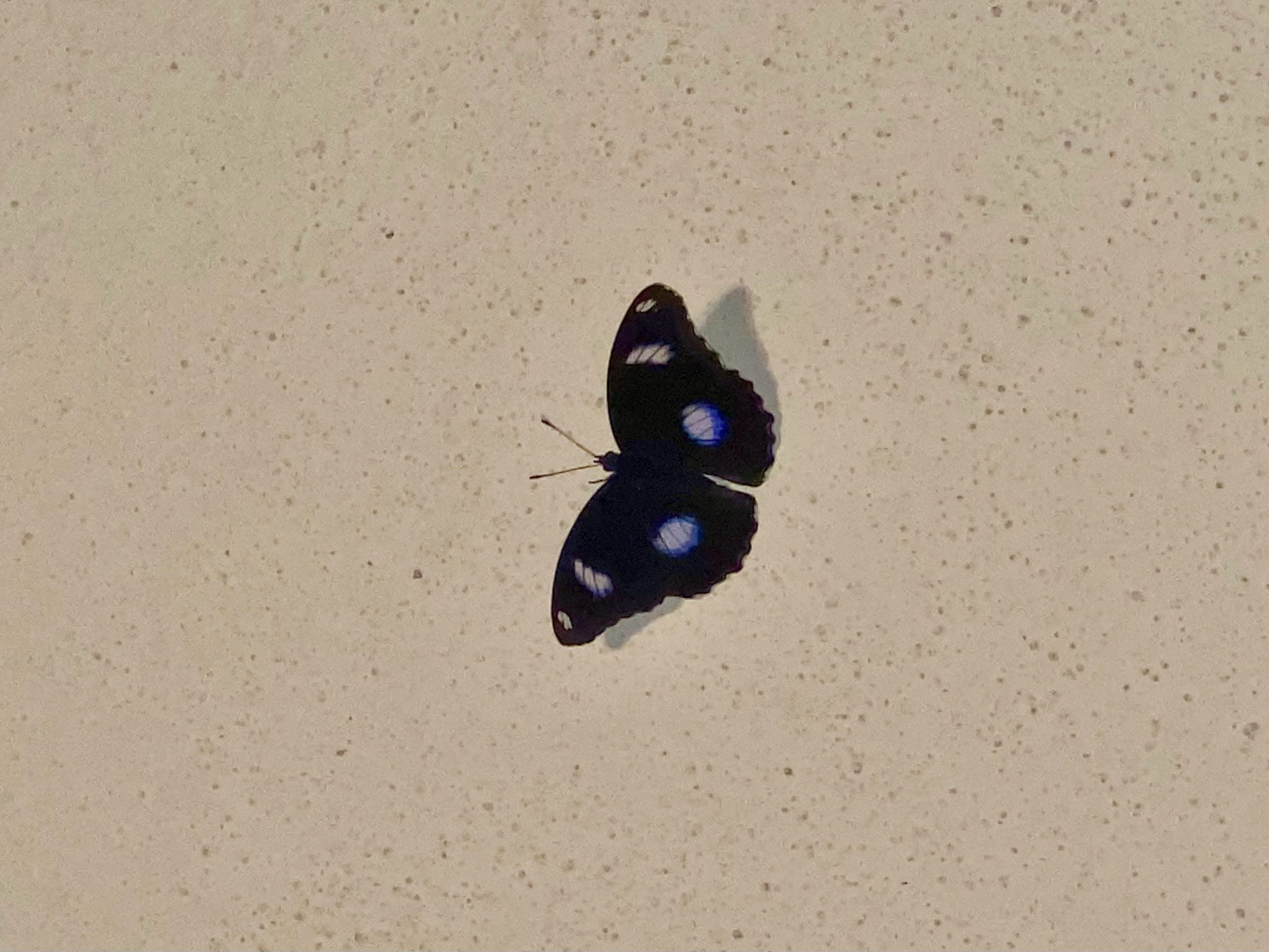Great Eggfly